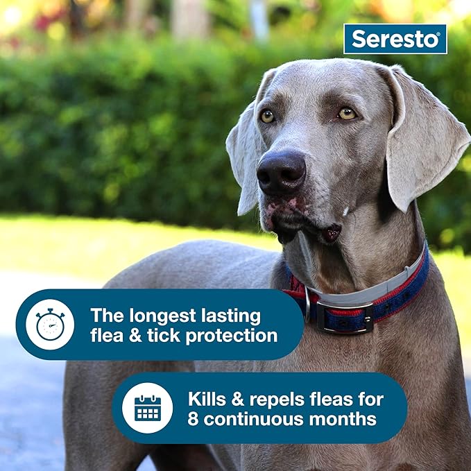 Seresto Small Dog Flea & Tick Collar 2-Pack – 8 Month Vet-Recommended Protection